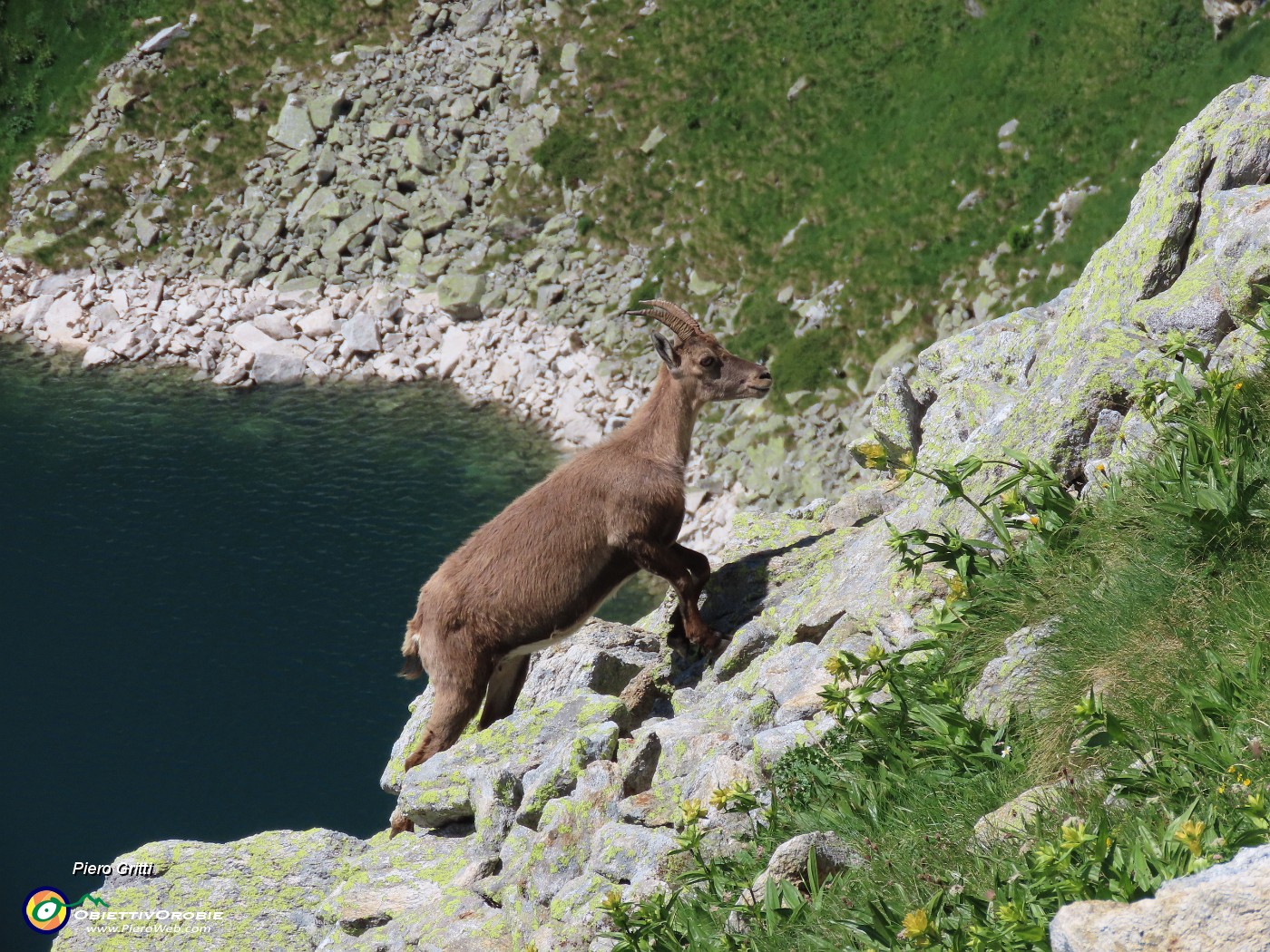 60 Stambecco torna dal lago dopo aver bevuto.JPG